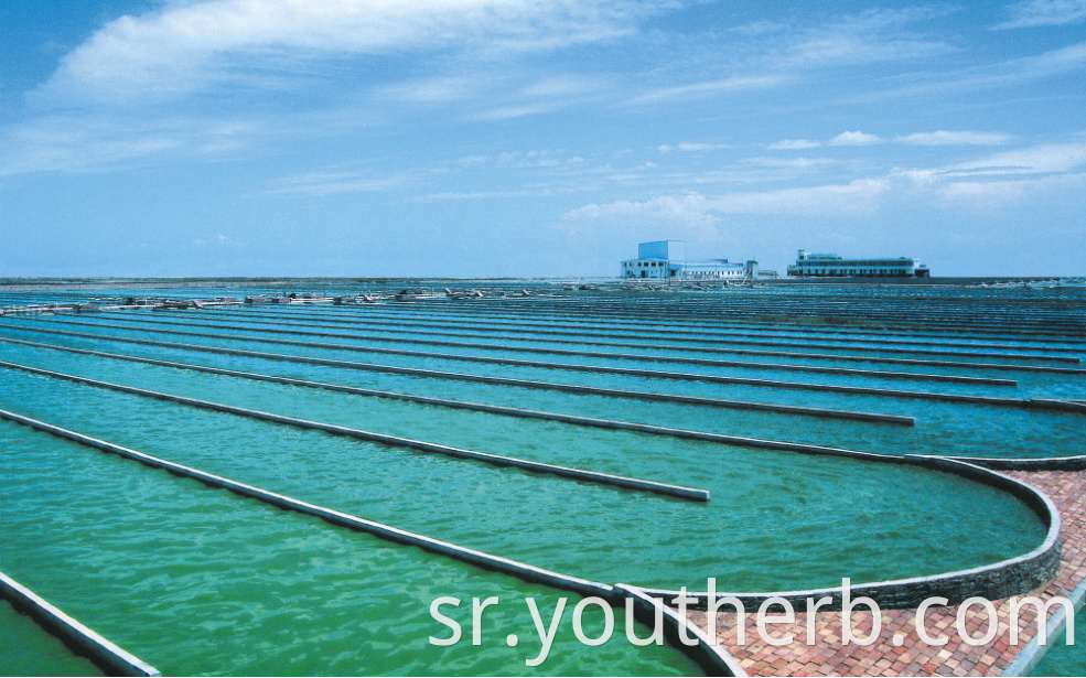 organic spirulina powder near me